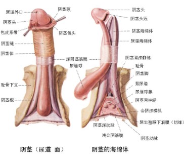 欧式阴茎增粗术