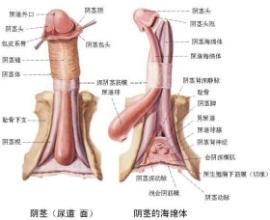 阴茎增粗手术前需要做的检查