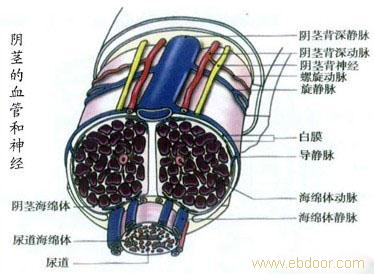 男性阳痿治疗费用是多少