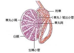 昌吉治疗睾丸炎需要多少钱
